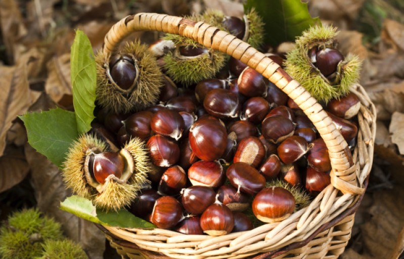 RACCOLTA CASTAGNE E GRIGLIATA IN CASTAGNETO