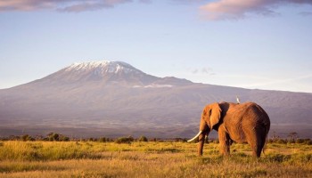 Safari in Tanzania