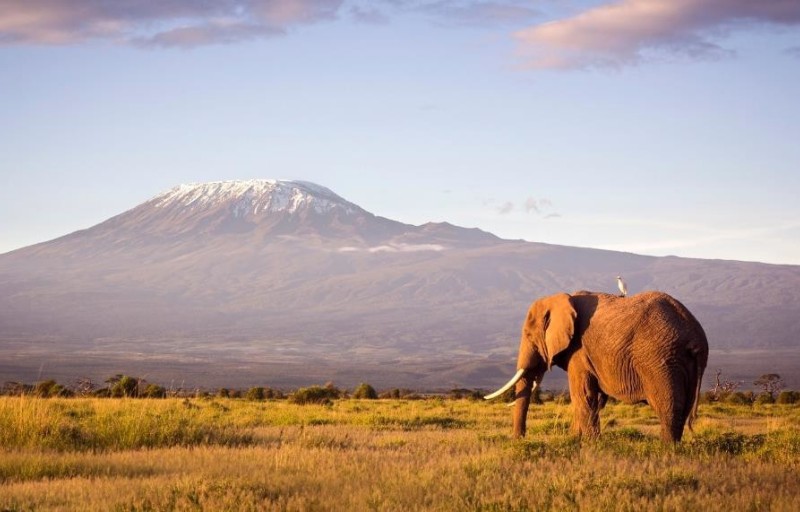 Safari in Tanzania